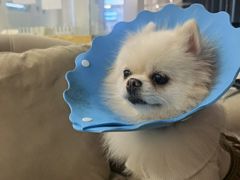 -怪兽屋·羊驼·猫咖·狗咖(俊华广场店)