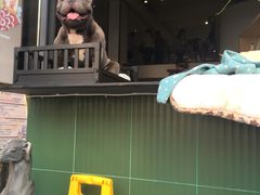 -more than meow吴止猫主题餐厅(承德 中船汇店)