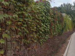 -原山国家森林公园