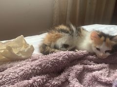 -艾贝尔宠物医院·24H转诊中心·肿瘤猫专科(江宁双龙店)