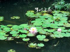 065副本-望江楼公园