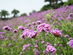 -瑶湖郊野森林公园