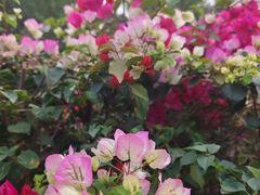 -芒洲湿地公园