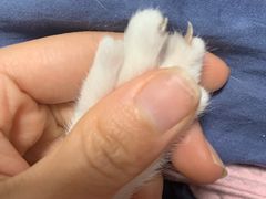 -芭比堂宠物医院·全科爱猫医院·仁德分院