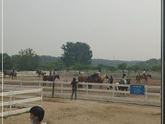 -月河湾马术俱乐部(朝阳店)