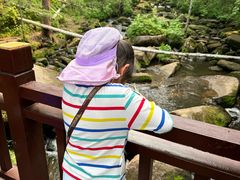 -五营红松林海景区