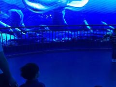 -芜湖新华联大白鲸海洋公园