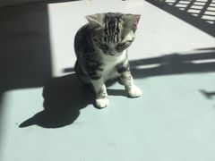 -猫友咖啡店(玉林西路店)