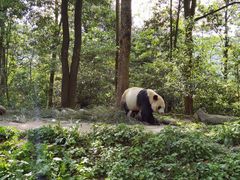-中国大熊猫保护研究中心雅安碧峰峡基地