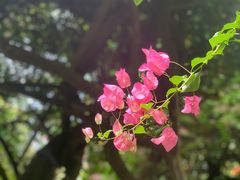 -呀路古热带植物园