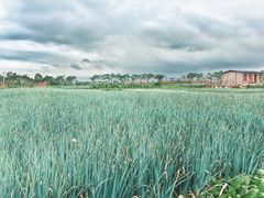 -翠田Green Field Kitchen