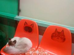 -猫咪博物馆(顶澳仔猫街店)