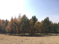 -塞罕坝国家级自然保护区