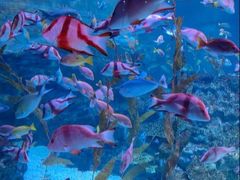 -海合安成都极地海洋公园