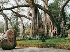 -瑞丽独树成林风景区