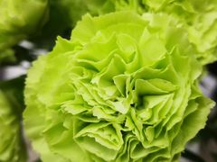 -亭亭鲜花店(中山北路店)