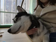 -Husky Go! 哈士奇体验馆·宠物咖啡厅狗咖