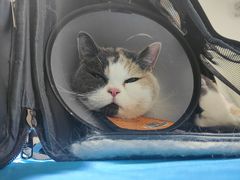 -艾贝尔宠物医院·24H转诊中心·肿瘤猫专科(江宁双龙店)