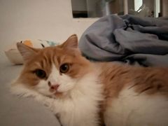 -纳吉亚猫专科动物医院·北北分院