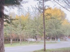 -长白岛森林公园