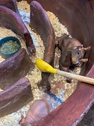 -奇幻萌宠部落(映月湖环宇城店)