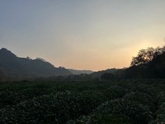 -中国茶叶博物馆(双峰馆区)
