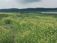 -御道口草原森林风景区