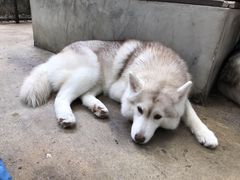 -TrueLove @ Neverland (Husky Cafe)