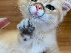 -猫十亿·布偶金渐层·曼基康矮脚猫舍(青年路店)