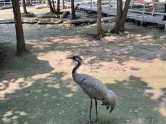 -哈尔滨北方森林动物园