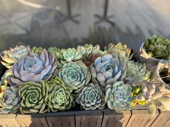 -北马山庄植趣咖啡