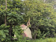 -深圳野生动物园