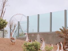 -盐城大丰港动物园