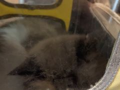 -宠颐生斯嘉宠物医院·急重症·心内科(谷阳北路分院)