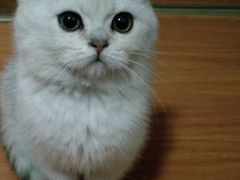 -老吴的猫·猫舍(新区店)