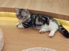 -猫にゃん · 猫的隐藏屋猫咖(麦地旗舰店)