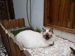 -喵屿·大理花园猫咖