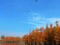 -三圣花乡旅游区