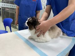 -美美宠物诊疗中心·异宠·骨科(滨江东信分院)
