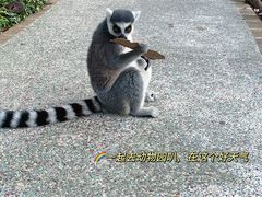 -上海野生动物园