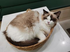 -安格丽娜·狗咖·猫咖羊驼咖(春熙路百盛商场店)