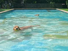 -汪说喵讲宠物乐园宠物酒店(红星美凯龙店)