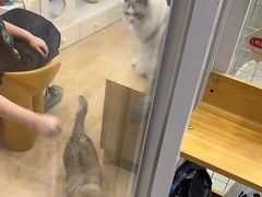 -有喵·猫咖·狗咖·30几只猫10只小狗(岗厦店)