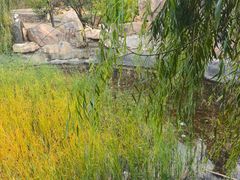 -红山国家森林公园