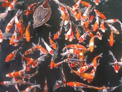 -南宫五洲植物乐园