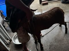 -正宗简阳一品鲜羊肉汤(金河路店)