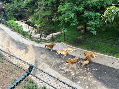 -大连森林动物园