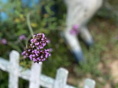 -大塘金香草谷
