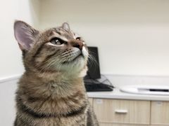 -凯特喵百思猫专科医院