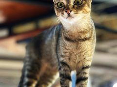 -豆逗聊愈猫阁Easy Life